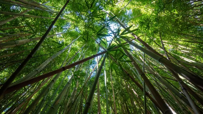 Bamboo : A Gift of Nature